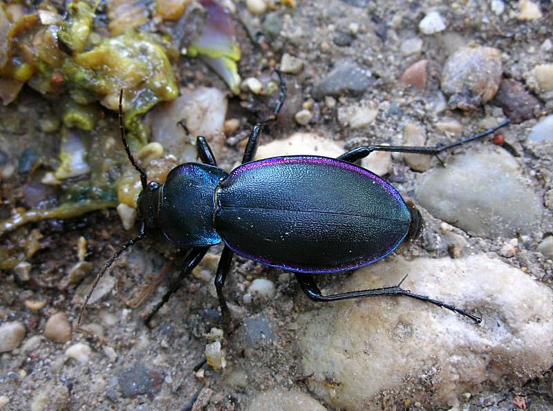 Carabus germarii